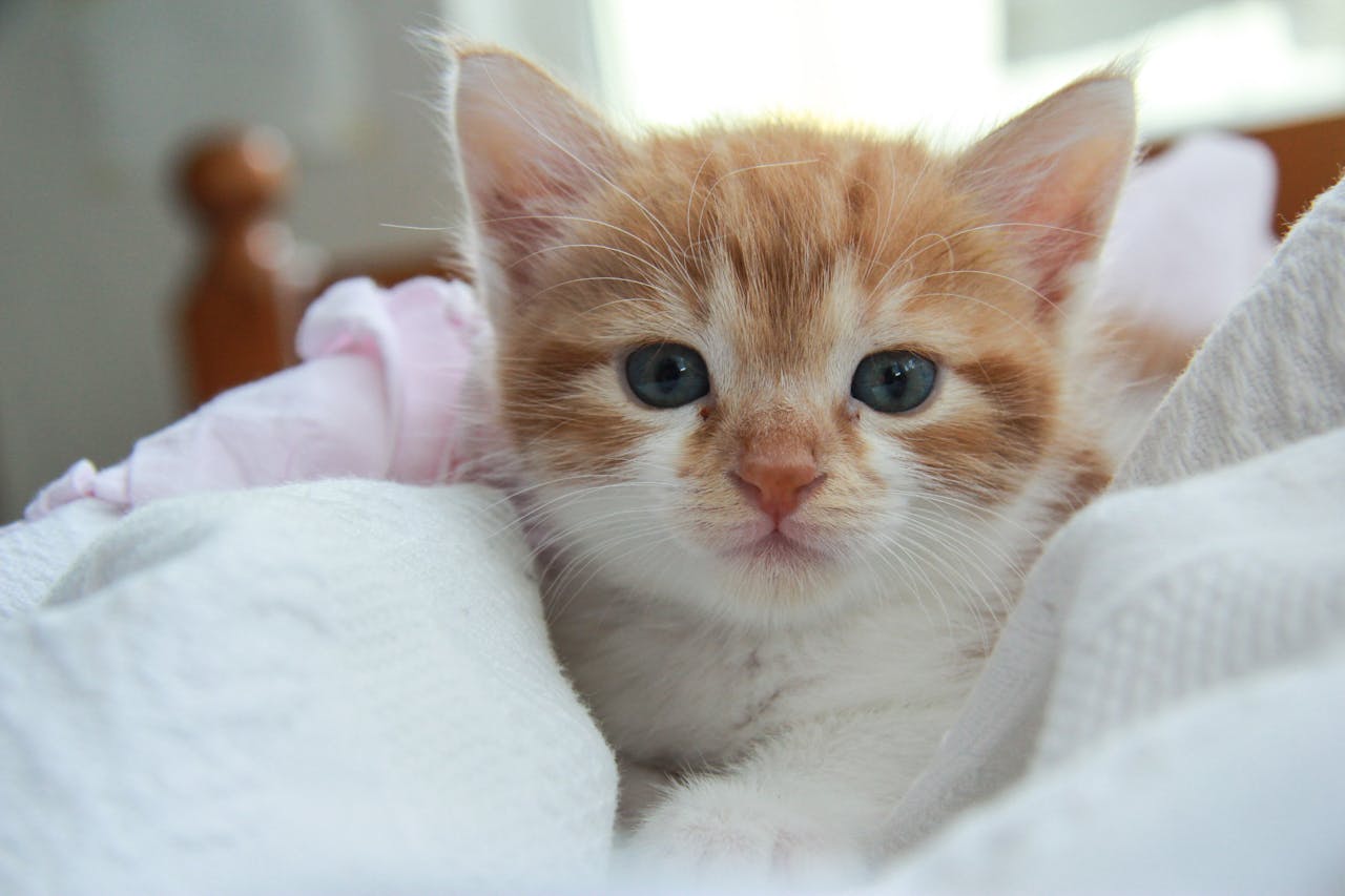 comment faire le deuil de son chat et adopter un nouveau chaton ?